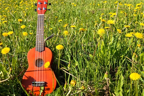 ukulele in a field.