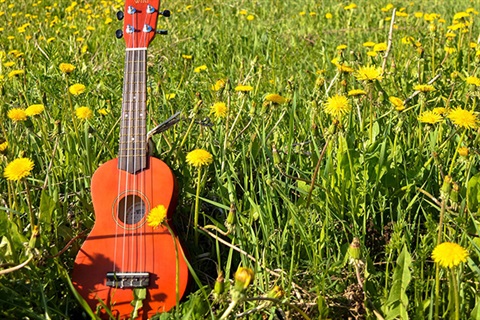 ukulele in a field.