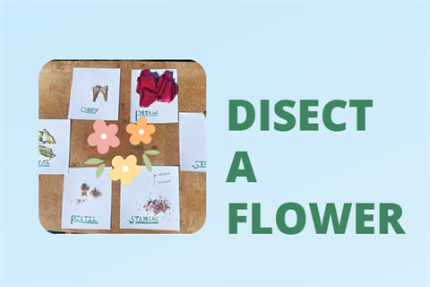 Dissect a flower activity.