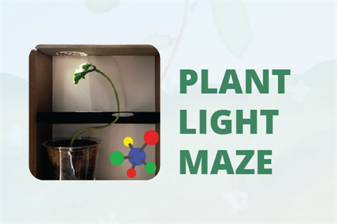 Plant light maze activity.