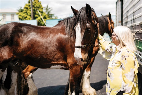 things-to-do-Horse-drawn-Tram-photo.jpg