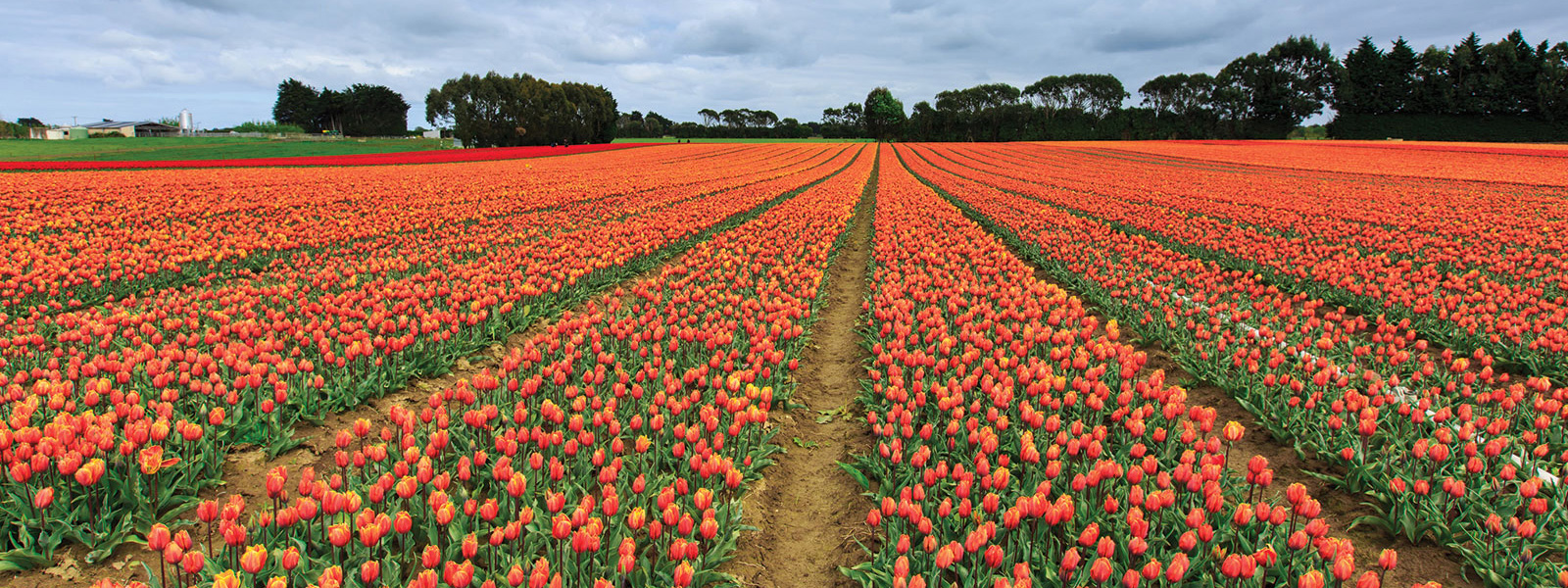 tulips.